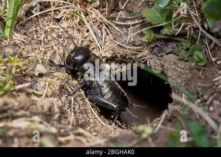 Black Field Cricket vor / außerhalb des Baus Stockfoto