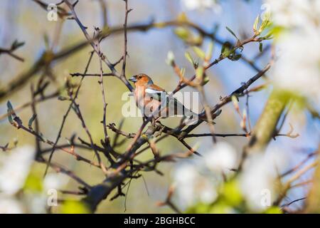 Buchfink sitzt zwischen den Zweigen eines blühenden Baumes Stockfoto