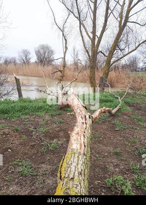 Ein abgesägtes Holz liegt auf dem Boden. Abgesägt von einem alten Baum Stockfoto