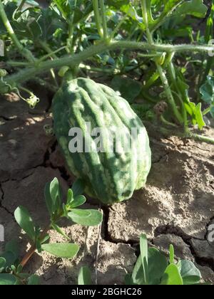 Getrocknete Wassermelone Frucht auf einer Peitsche in einem Feld. Trockenheit auf dem Feld. Stockfoto