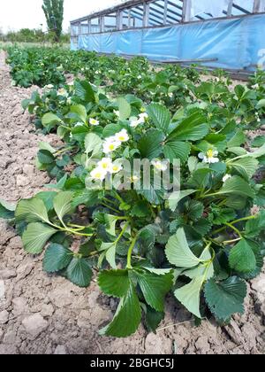 Blühende Erdbeersträucher im Garten. Erdbeerbett. Stockfoto