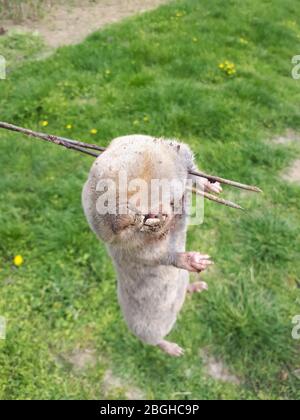 Gartenschädling Maulwurfsratte. Blind U-Bahn graben Nagetier Maulwurf Ratte. Spalax Stockfoto