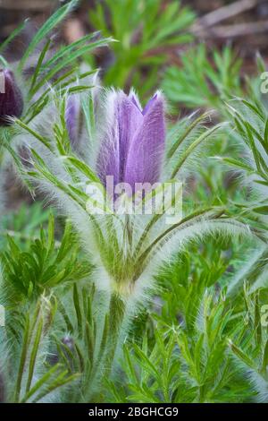 Seitenansicht der pulsatilla grandis. Die Blüte ist noch geschlossen. Das Haar der Blume ist gut sichtbar. Stockfoto