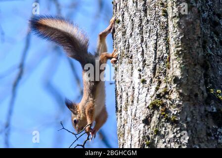 Foto mit selektivem Fokus. Eichhörnchen auf Baum. Stockfoto