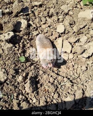 Gartenschädling Maulwurfsratte. Blind U-Bahn graben Nagetier Maulwurf Ratte. Spalax Stockfoto