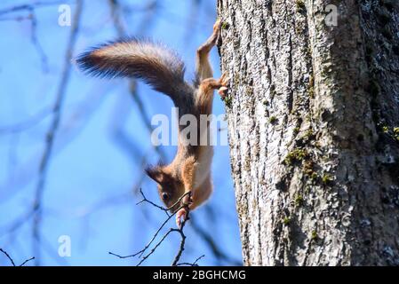 Foto mit selektivem Fokus. Eichhörnchen auf Baum. Stockfoto