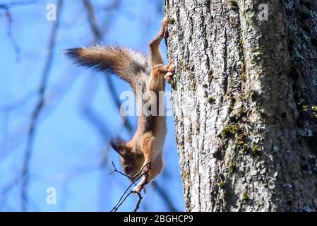 Foto mit selektivem Fokus. Eichhörnchen auf Baum. Stockfoto