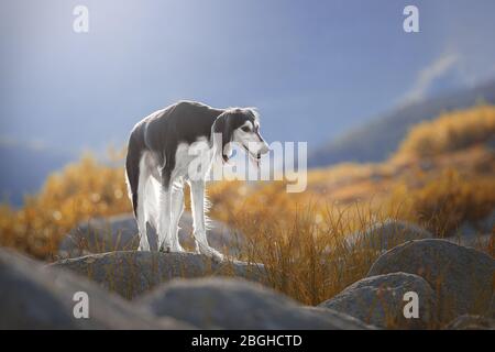 Schöne Hunderasse Saluki auf den Felsen. Stockfoto