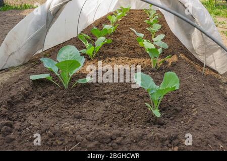 Keimlinge von Kohl unter Abdeckung mit warmem Material. Frostschutz im Frühjahr Stockfoto