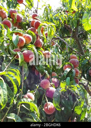Große reife Pfirsichfrüchte an den Zweigen. Pfirsich im Garten. Stockfoto