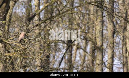 Ein Sperber, der in einem Baum am Rande eines Waldes thront Stockfoto