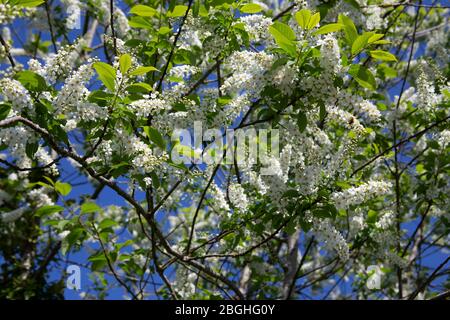 Blühender Bird Cherry Baum Stockfoto