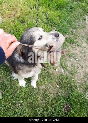 Der Hund hält eine Maulwurfsratte in seinem Mund. Füttern eines Hundes durch ein Nagetier. Stockfoto