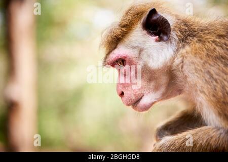 Profilaufnahme eines Haubenmakaken (macaca sinica) mit verschwommenem Hintergrund. Mit ihrer abnehmenden Population werden Haubenmakaken als Endange eingestuft Stockfoto