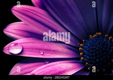 Details von osteospermum ecklonis - Nahaufnahme Stockfoto