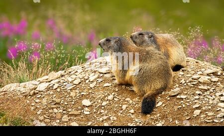 Zwei alpine Murmeltiere, marmota marmota, in der Natur ausruhen Stockfoto