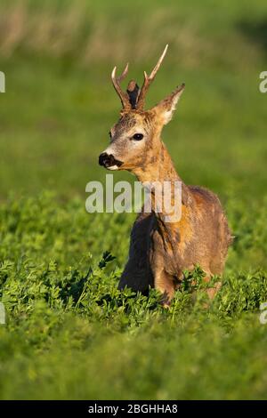 Neugieriger Rehbock mit Geweih, der im Frühjahr auf grünem Kleefeld steht Stockfoto