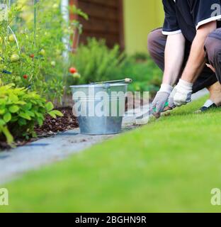 Gartenarbeit - Beseitigung von Unkraut aus dem Fußweg im Garten Stockfoto