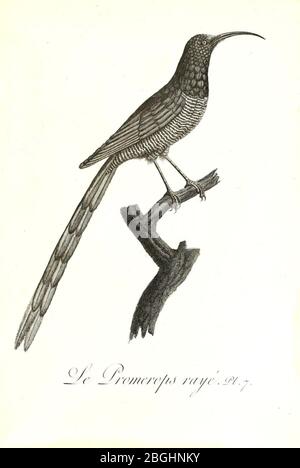 Histoire naturelle et générale des colibris, oiseaux-mouches, jacamars et promerops (Pl. (8596855007). Stockfoto