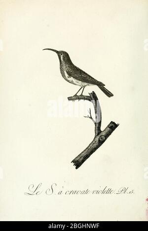 Histoire naturelle et générale des grimpereaux et des oiseaux de paradis (Pl. 15) (8221409828). Stockfoto