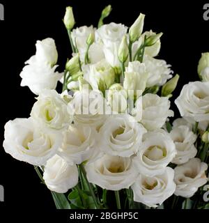Bouquet von weißen Eustomas auf schwarzem Hintergrund Stockfoto