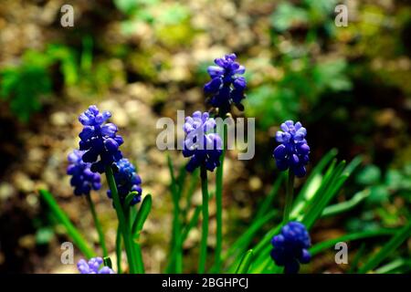 GESCHLOSSENE GLOCKENBLUMEN Stockfoto