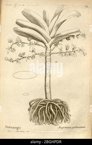 Histoire particulière des plantes Orchidées recueillies sur les trois îles australes d'Afrique, de France, de Bourbon et de Madagascar (Tab. 069) Stockfoto