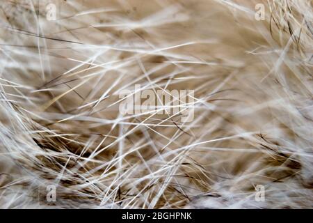 Abstraktes Katzenfell Stockfoto