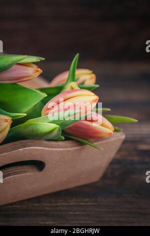 Frische zarte rote gelbe Blüten Tulpen auf einem dunkelbraunen Holzhintergrund Stockfoto