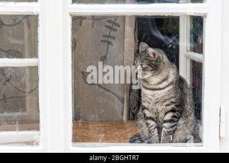 Die weiße, graue und schwarze Katze mit grünen Augen sitzt hinter dem weißen alten Fenster mit schmutzigem Glas. Stockfoto