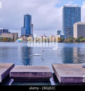 Schwanenschwimmen über den Lake Eola mit Blick über den See zur Innenstadt von Orlando, Florida Stockfoto