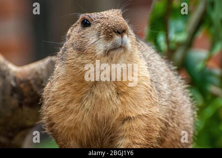 Nahaufnahme des Kopfes des schwarzen Pfirsich-Hundes Stockfoto