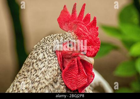 Nahaufnahme des Kopfes eines Amsteins Stockfoto