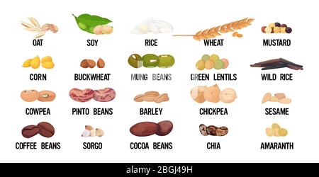 Set Samen Bohnen und Getreide Bio gesunde vegetarische Lebensmittel Sammlung auf weißem Hintergrund horizontalen Vektor-Illustration Stock Vektor