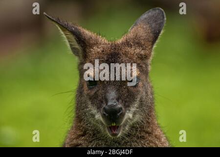 Nahaufnahme des Kopfes eines Bennett-Känguruhs Stockfoto