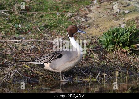 Drake nördlichen Pintail Stockfoto