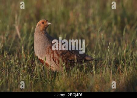 Grey Partridge hält Gebiet bei Cley Marshes NWT Stockfoto