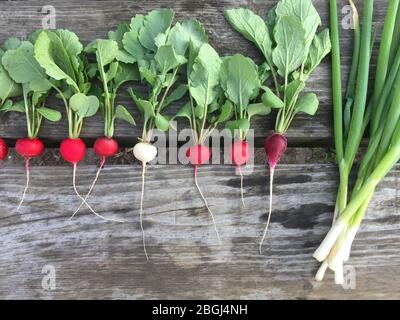 Ernte Radieschen und Schnittlauch. Anbau von Bio-Gemüse auf Ihrem eigenen Gemüsegarten. Stockfoto