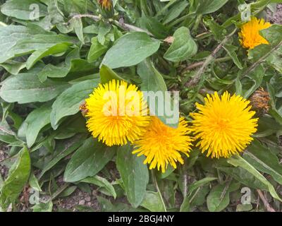 Gelbe Löwenzahn Blume mit grünen Blättern im Freien Stockfoto