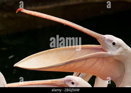 Nahaufnahme des Kopfes eines rosa Pelikans Stockfoto