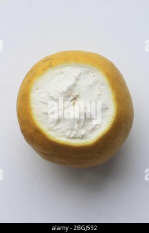 Pomelo oder bekannt als Citrus maxima oder Citrus grandis isoliert vor weißem Hintergrund Stockfoto