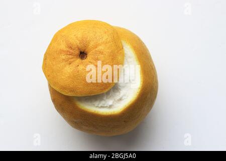 Pomelo oder bekannt als Citrus maxima oder Citrus grandis isoliert vor weißem Hintergrund Stockfoto
