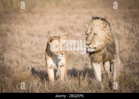Busanga Plains, ein exklusives Safari-Ziel im Kafue National Park, im Nordwesten Sambias, ist die Heimat eines Stolz der afrikanischen Löwen, Panthera leo. Stockfoto