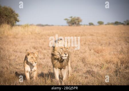 Busanga Plains, ein exklusives Safari-Ziel im Kafue National Park, im Nordwesten Sambias, ist die Heimat eines Stolz der afrikanischen Löwen, Panthera leo. Stockfoto