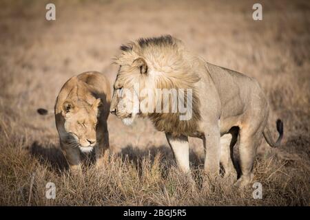 Busanga Plains, ein exklusives Safari-Ziel im Kafue National Park, im Nordwesten Sambias, ist die Heimat eines Stolz der afrikanischen Löwen, Panthera leo. Stockfoto