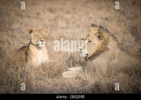 Busanga Plains, ein exklusives Safari-Ziel im Kafue National Park, im Nordwesten Sambias, ist die Heimat eines Stolz der afrikanischen Löwen, Panthera leo. Stockfoto