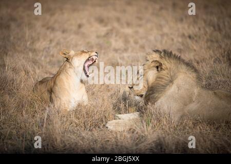 Busanga Plains, ein exklusives Safari-Ziel im Kafue National Park, im Nordwesten Sambias, ist die Heimat eines Stolz der afrikanischen Löwen, Panthera leo. Stockfoto