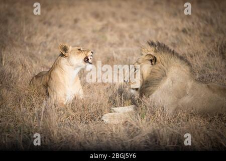 Busanga Plains, ein exklusives Safari-Ziel im Kafue National Park, im Nordwesten Sambias, ist die Heimat eines Stolz der afrikanischen Löwen, Panthera leo. Stockfoto