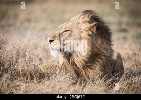 Busanga Plains, ein exklusives Safari-Ziel im Kafue National Park, im Nordwesten Sambias, ist die Heimat eines Stolz der afrikanischen Löwen, Panthera leo. Stockfoto