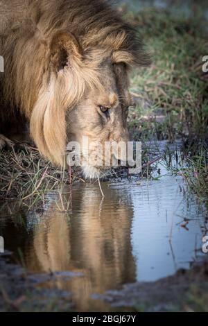 Busanga Plains, ein exklusives Safari-Ziel im Kafue National Park, im Nordwesten Sambias, ist die Heimat eines Stolz der afrikanischen Löwen, Panthera leo. Stockfoto